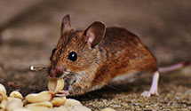 24 Hour & Emergency Exterminators in Firebrick, KY
